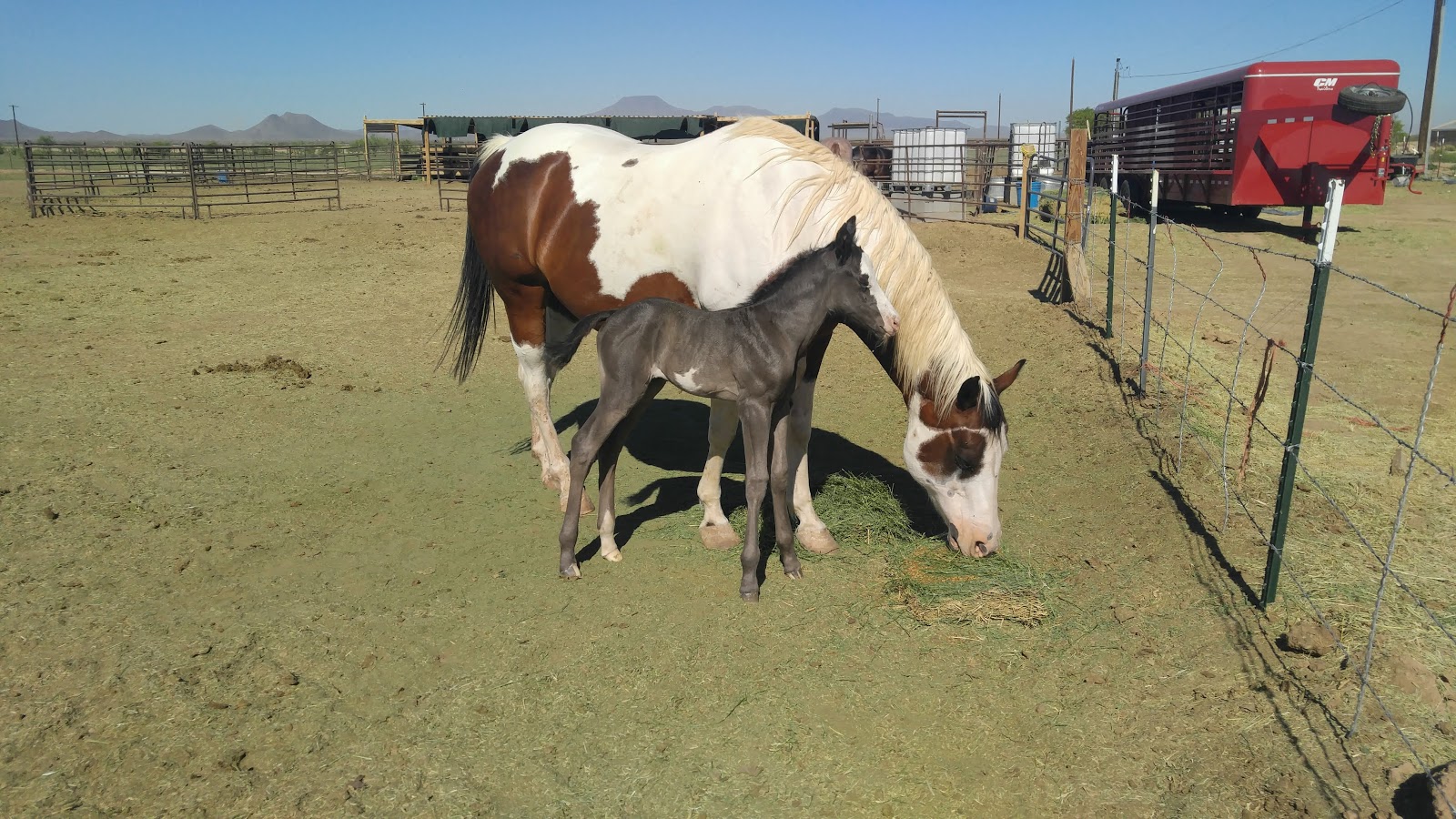 Mr. Scoops - Photo 4