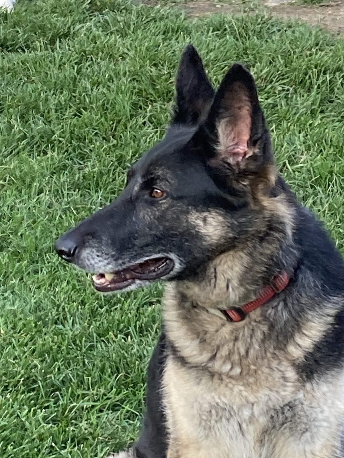 Scoop Doggy Dog - Photo 2