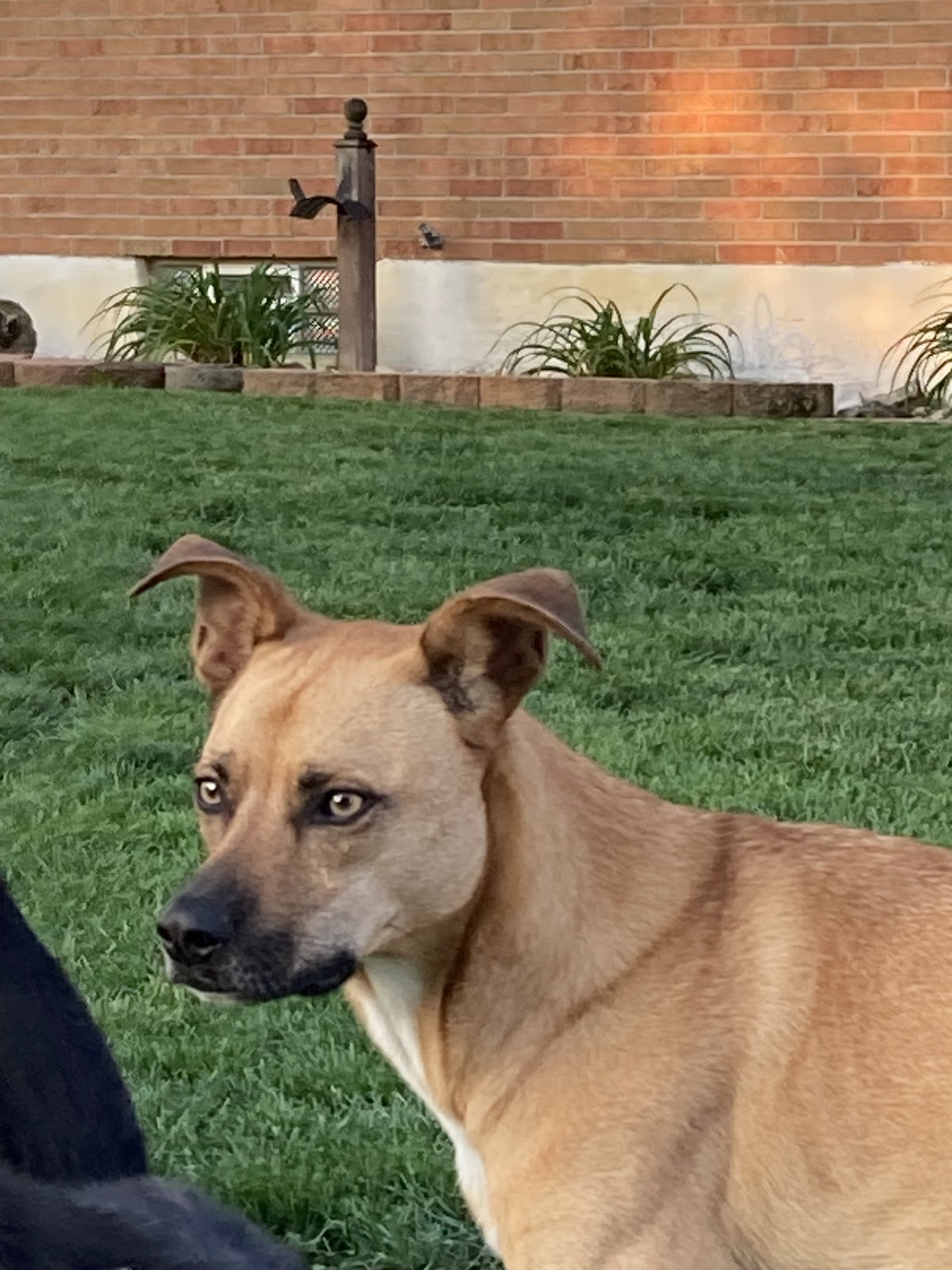 Scoop Doggy Dog - Photo 3