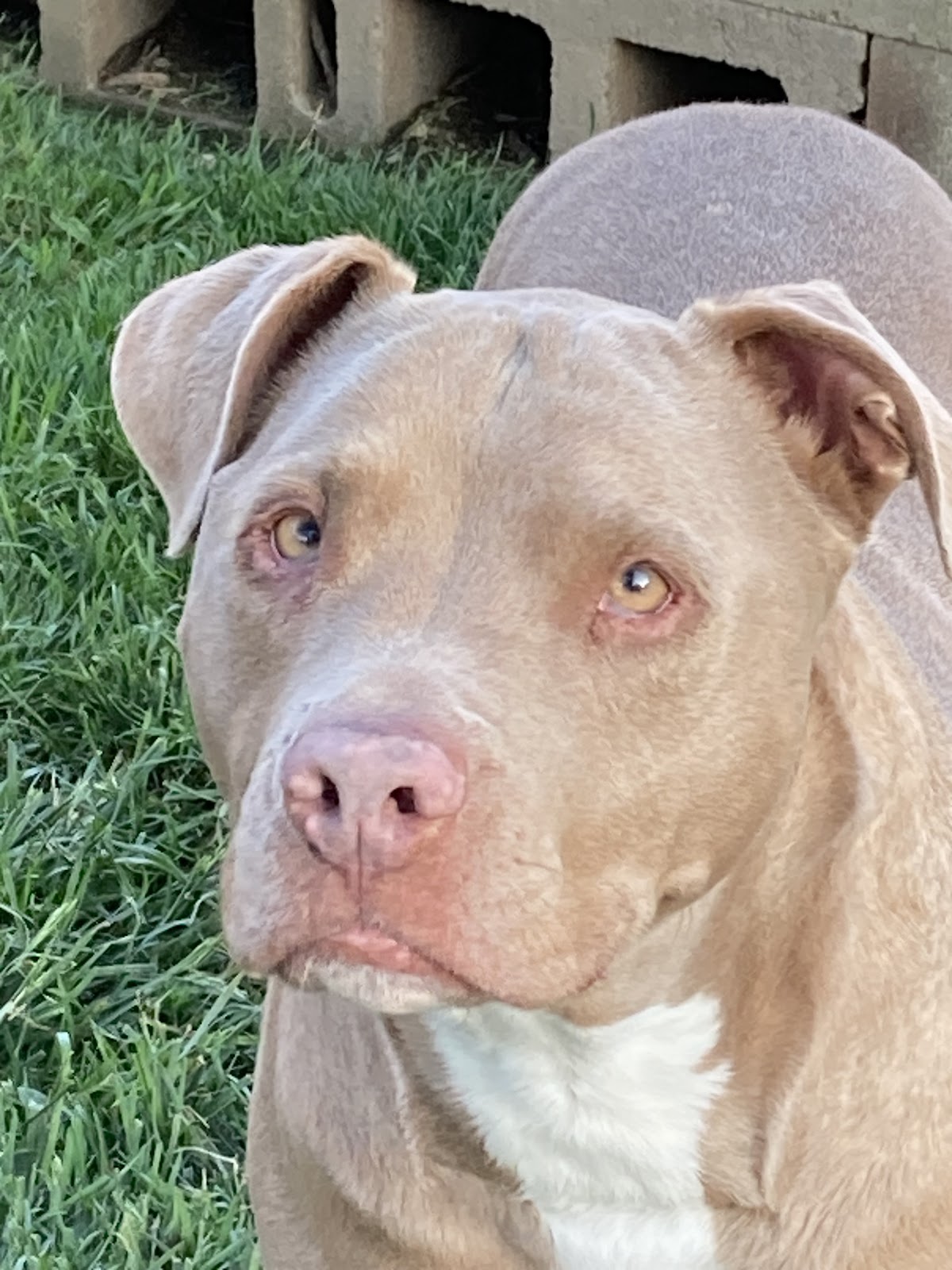 Scoop Doggy Dog - Photo 4