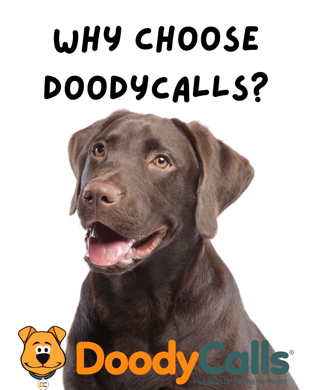 DoodyCalls of Frisco-McKinney - Photo 4