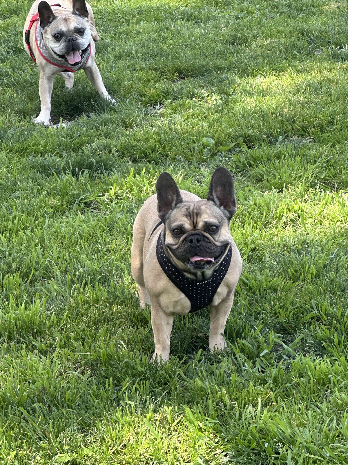 Swoop N Go - Photo 3