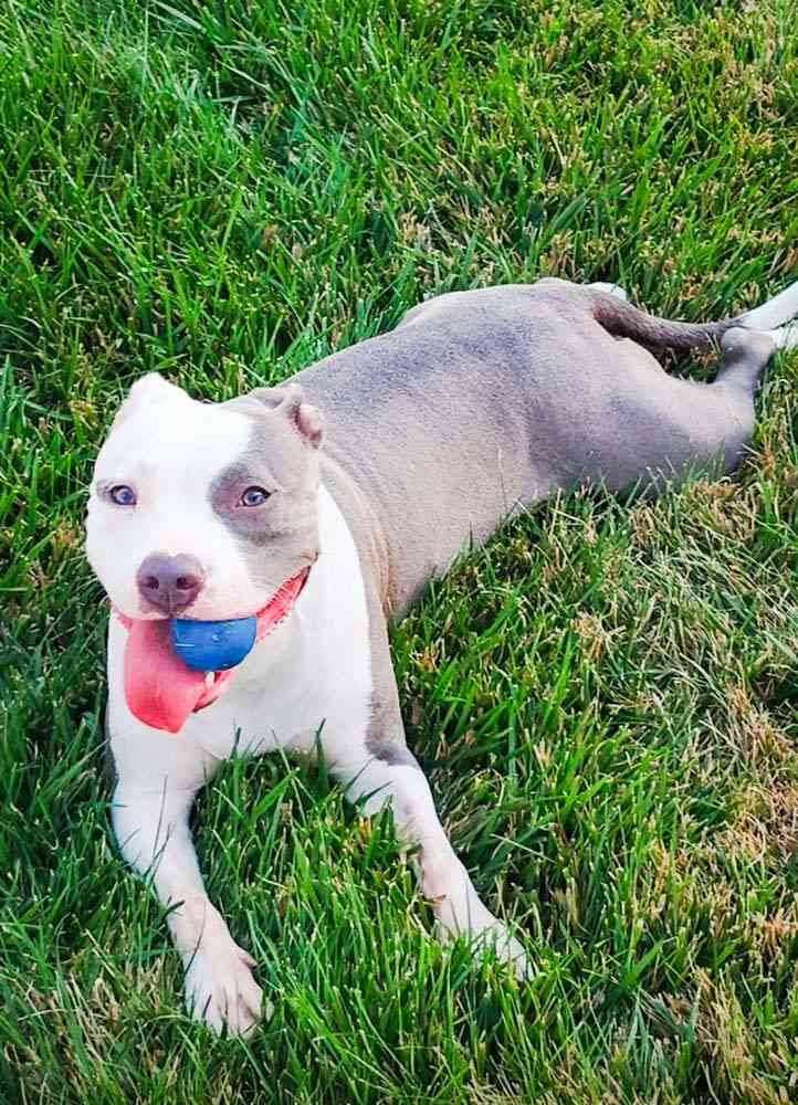 Swoop N Go - Photo 4