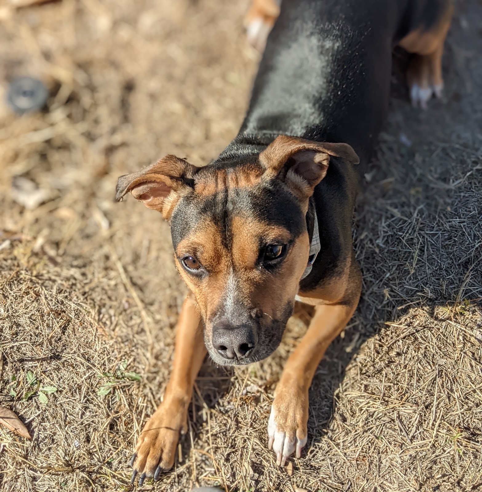 Paradise Poop Pickup - Photo 3