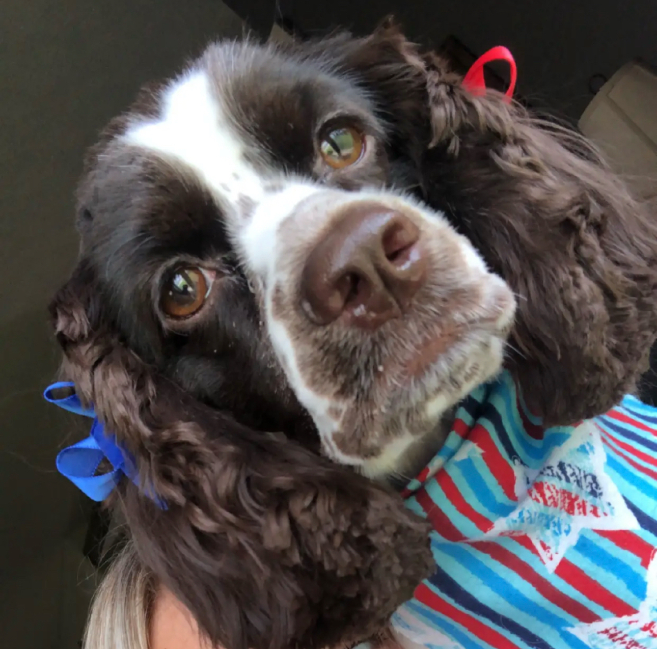 Devo K9 Klean-up - Photo 3