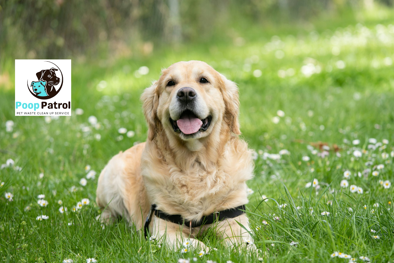 Poop Patrol - Photo 3