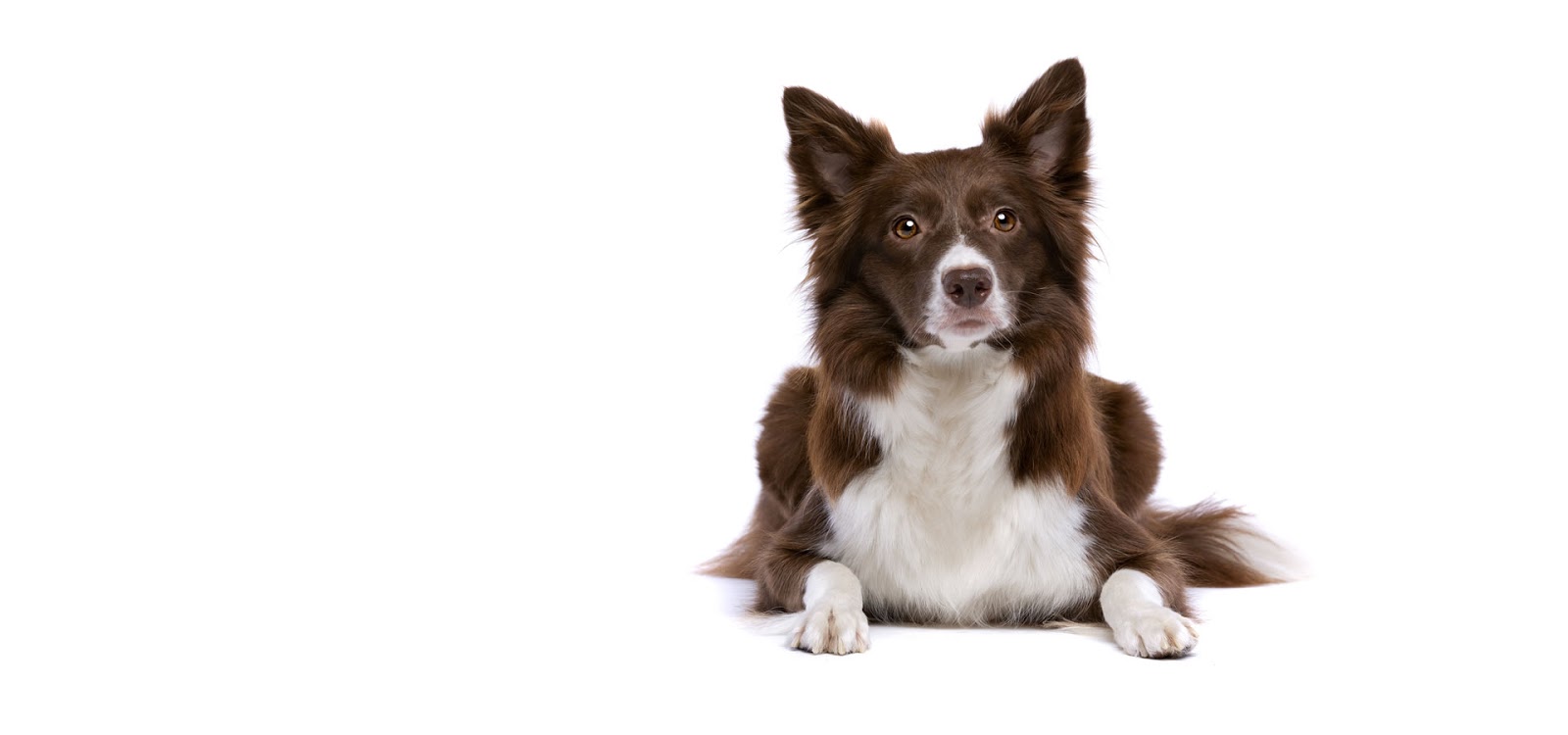 Barneys Honest Pet Waste Service - Photo 2