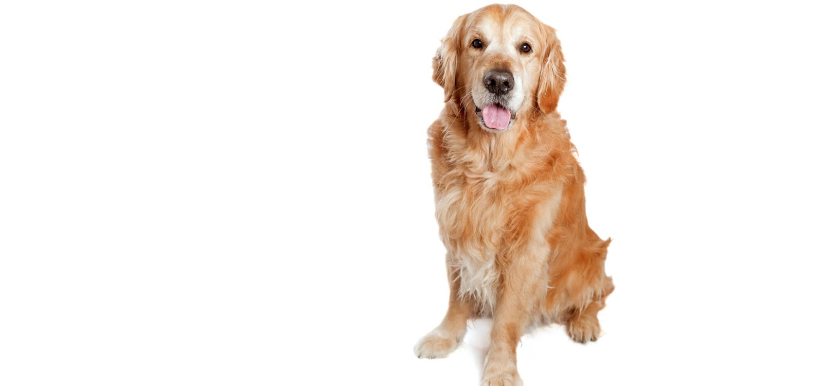 Barneys Honest Pet Waste Service - Photo 3