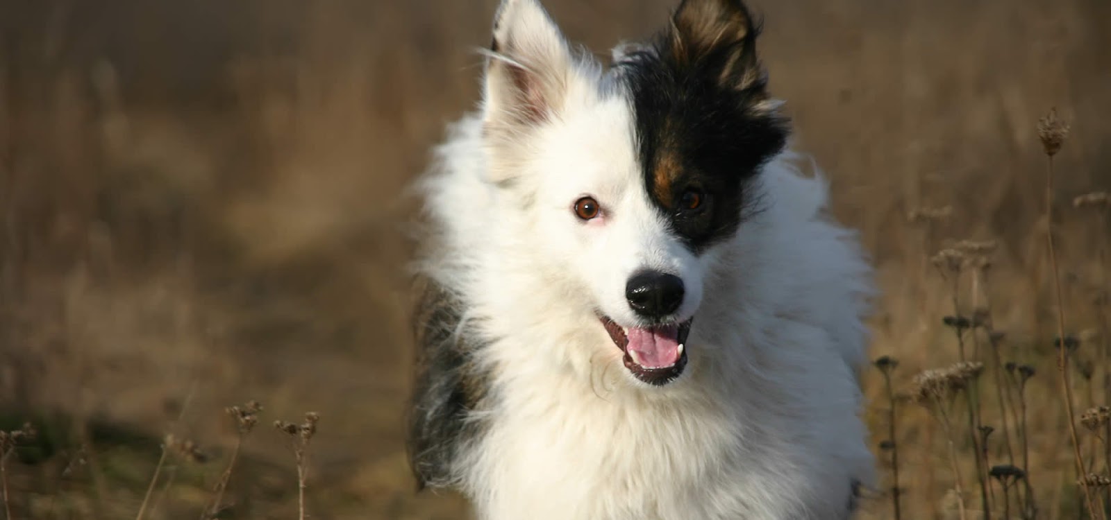 Barneys Honest Pet Waste Service - Photo 4