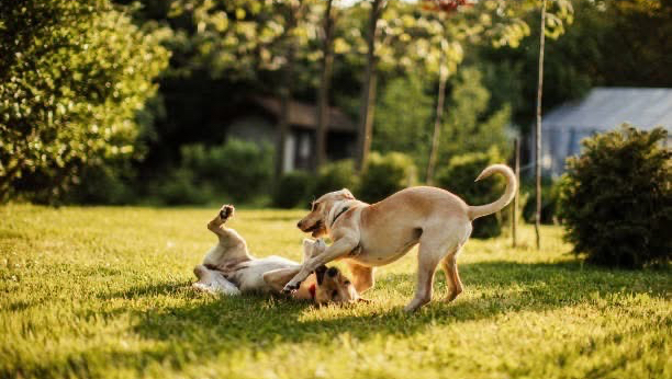 Whiff ‘n Lift - pet waste removal