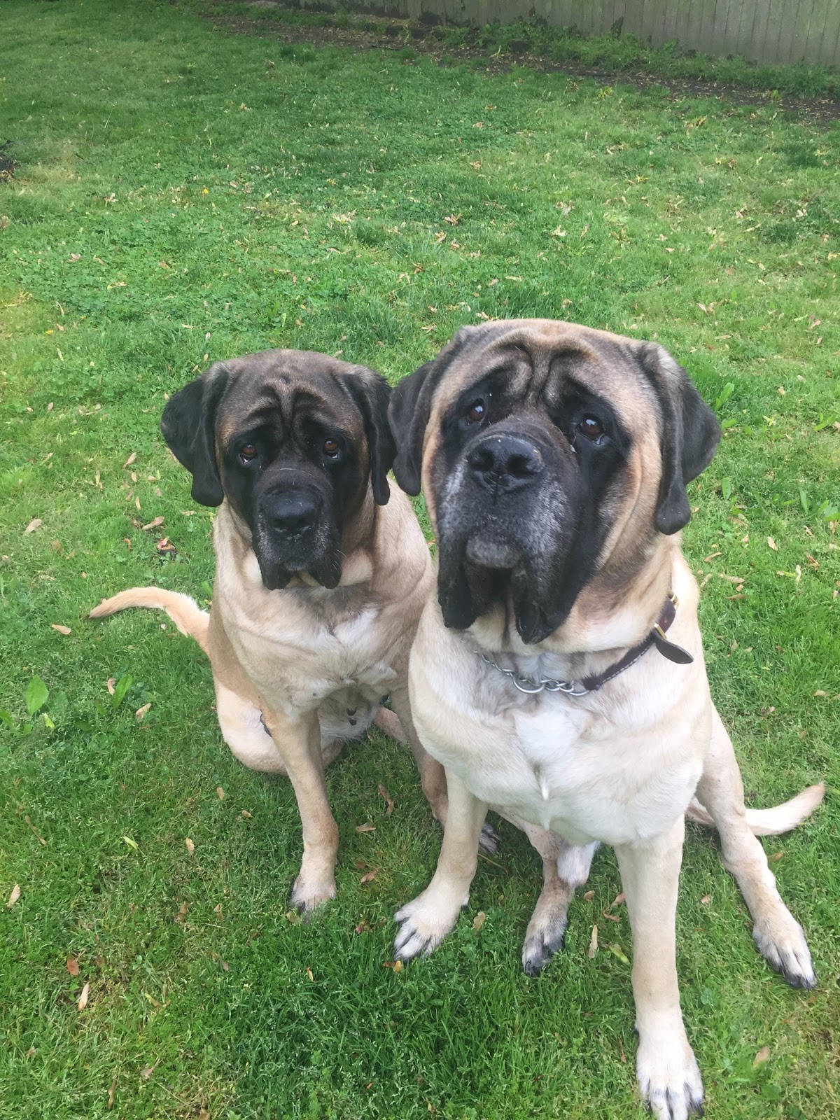 Operation: Doggie Doody - Photo 3