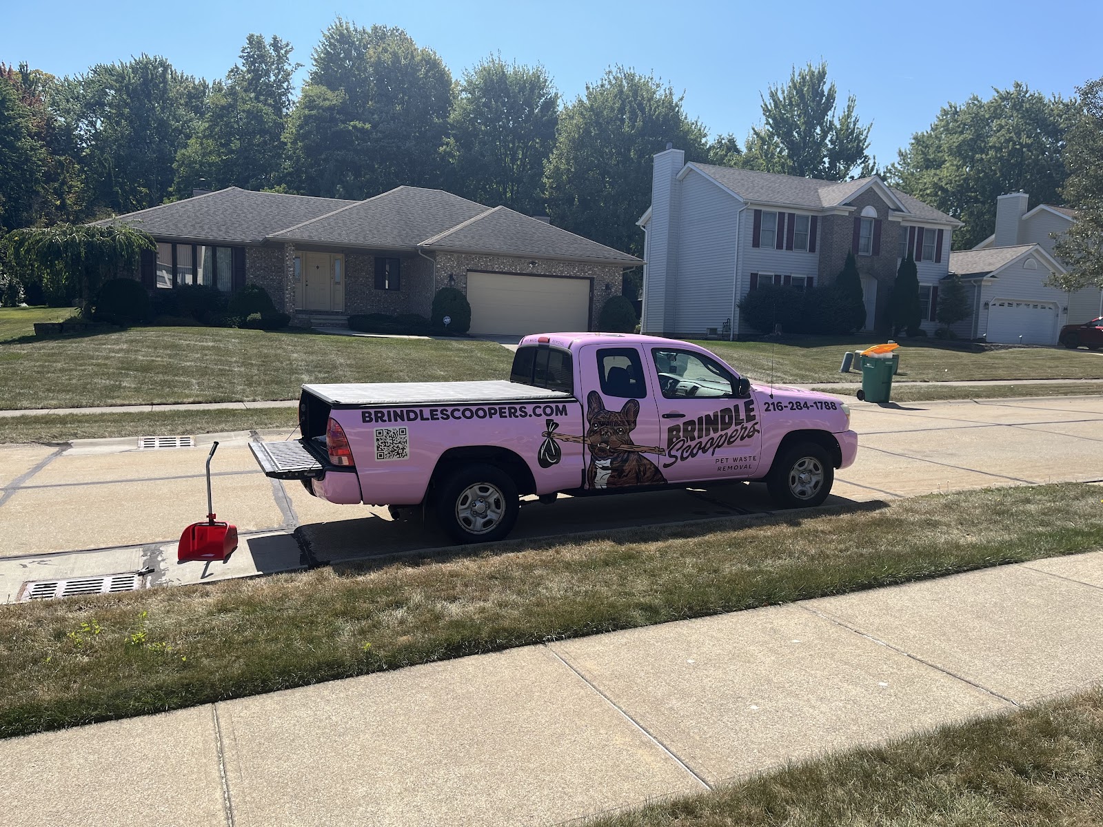 Brindle Scoopers - Photo 2