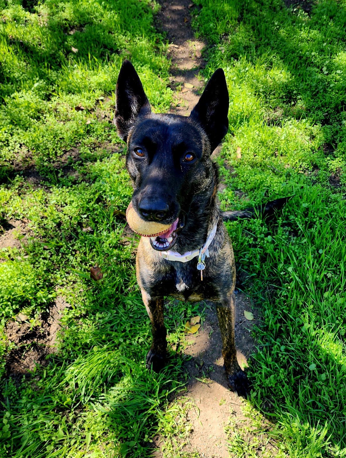 the dog dooty - Photo 2