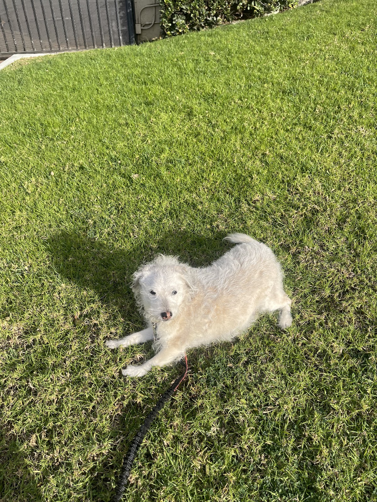 the dog dooty - Photo 3