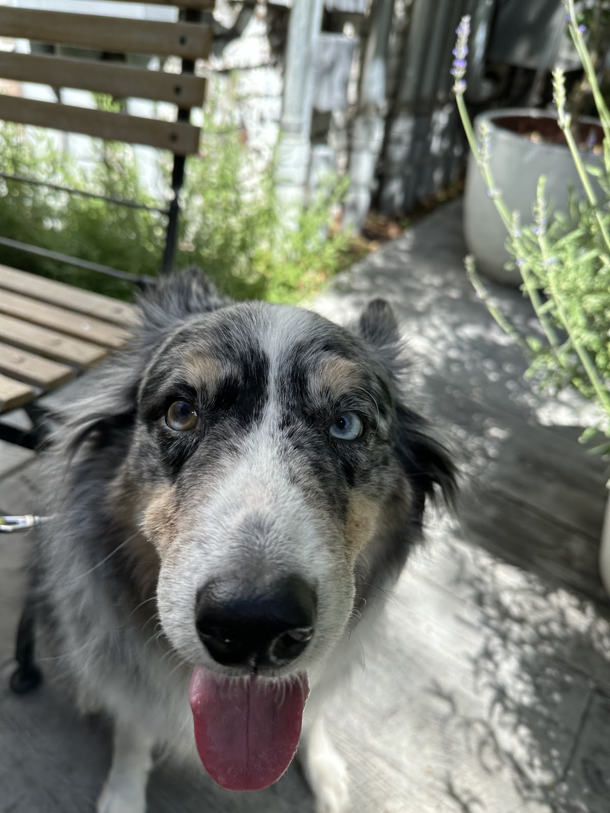 the dog dooty - Photo 4