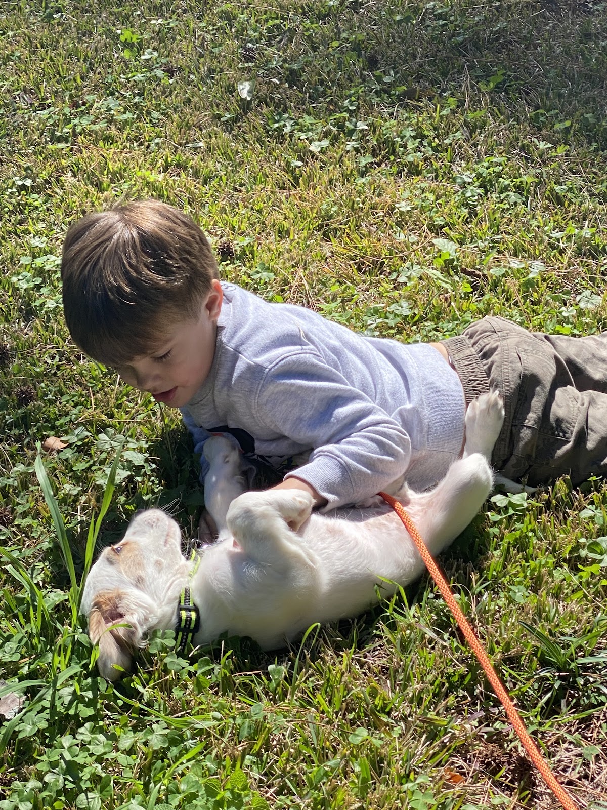 Island Poo Patrol - Photo 3