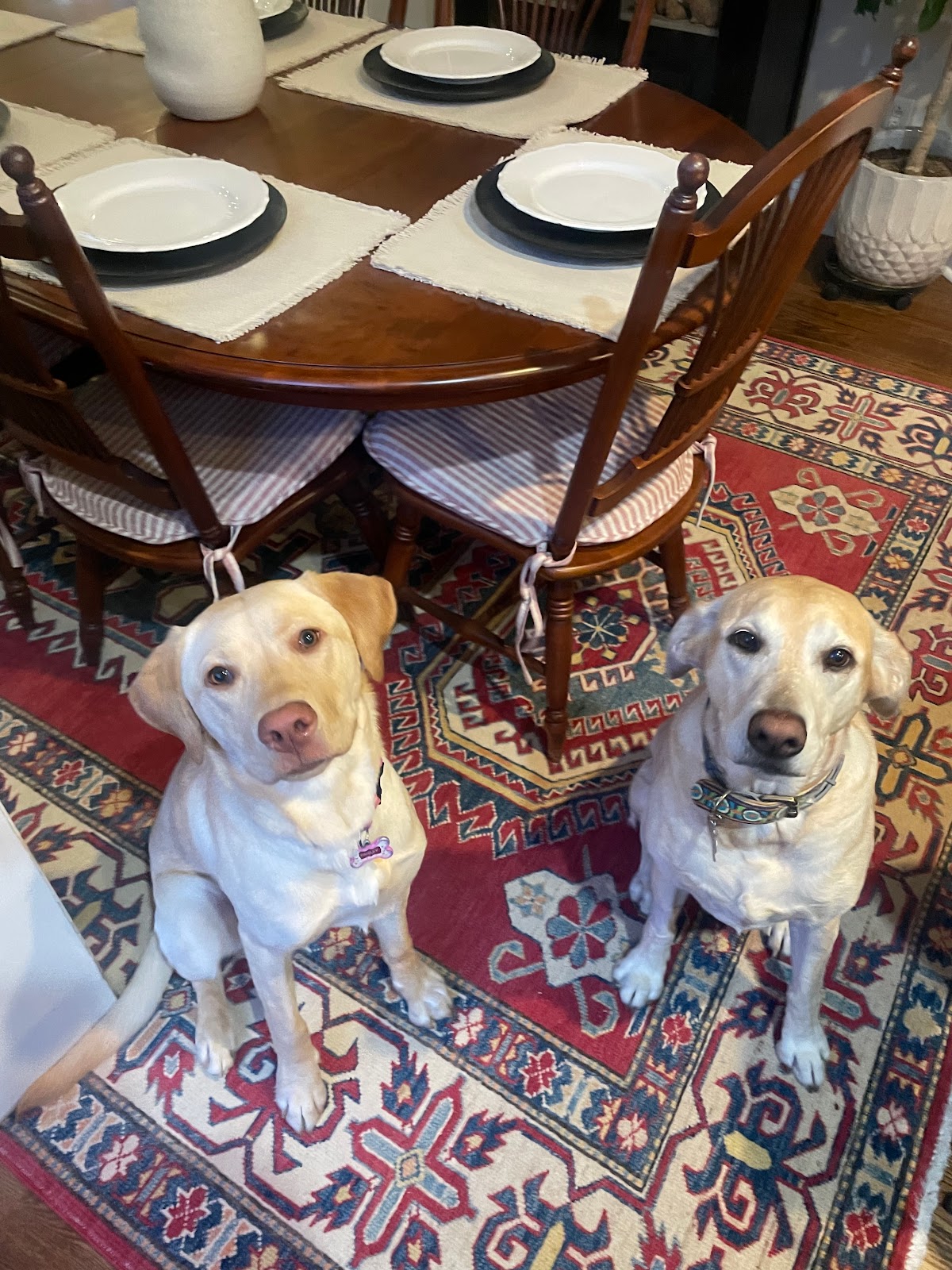 Mann’s Best Friend