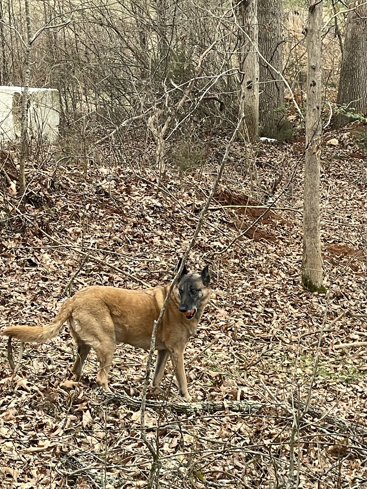 Mann’s Best Friend - Photo 2