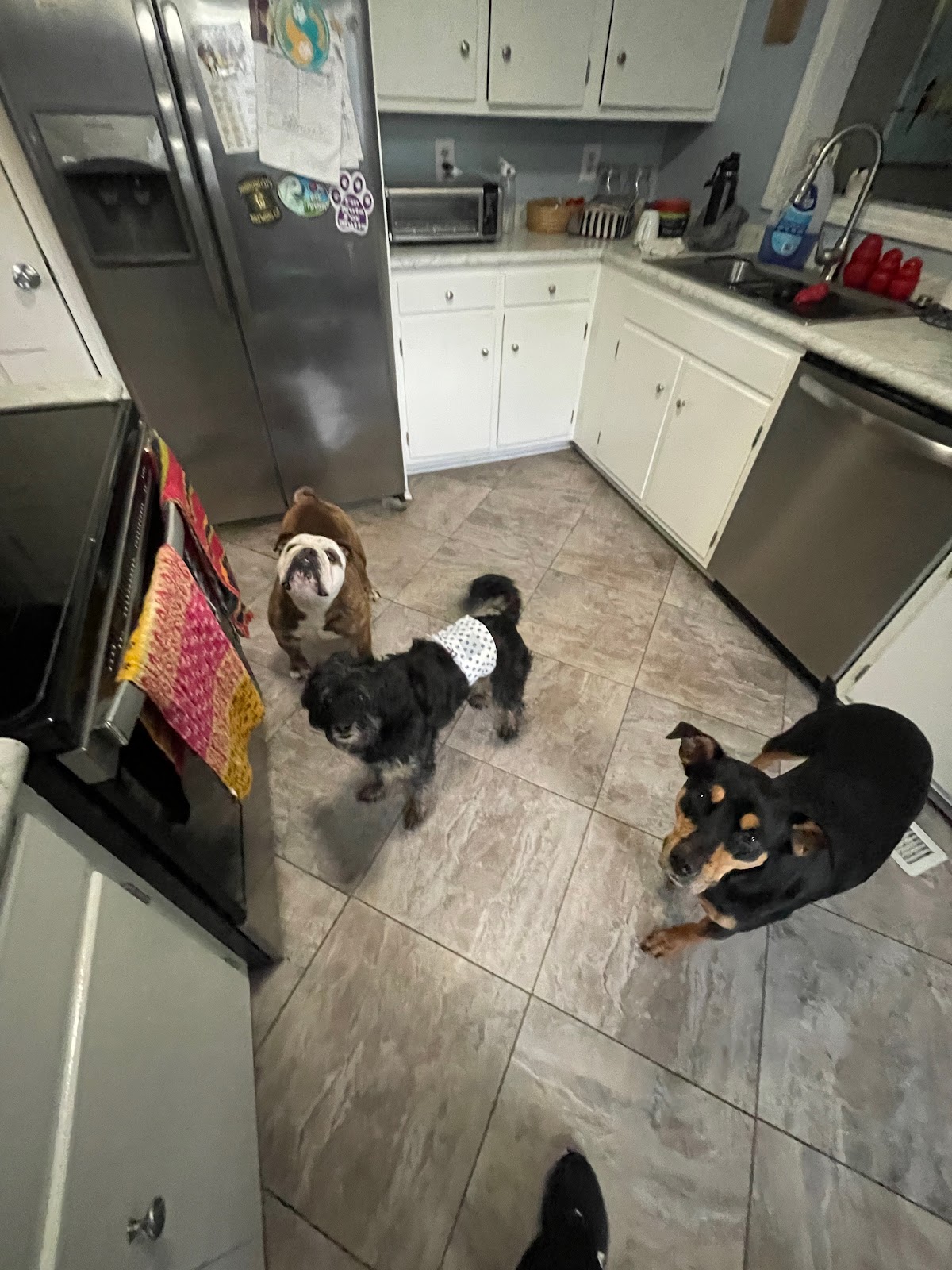 Mann’s Best Friend - Photo 3