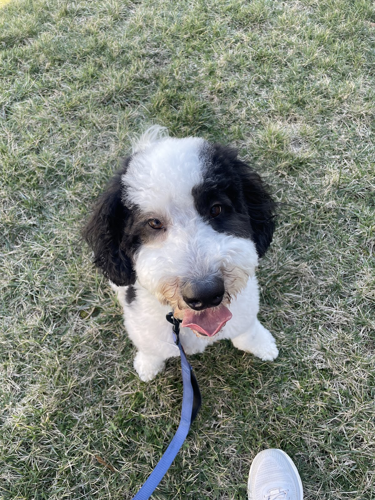 Mann’s Best Friend - Photo 4