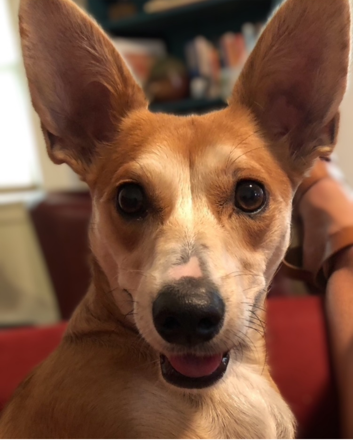 Holy Dog Doo - Photo 2