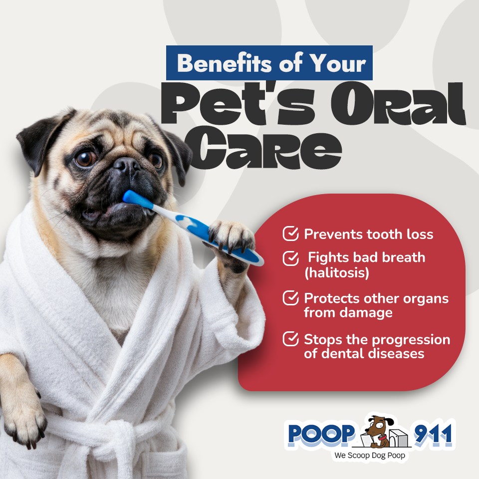 Poop 911 San Diego California - Photo 3