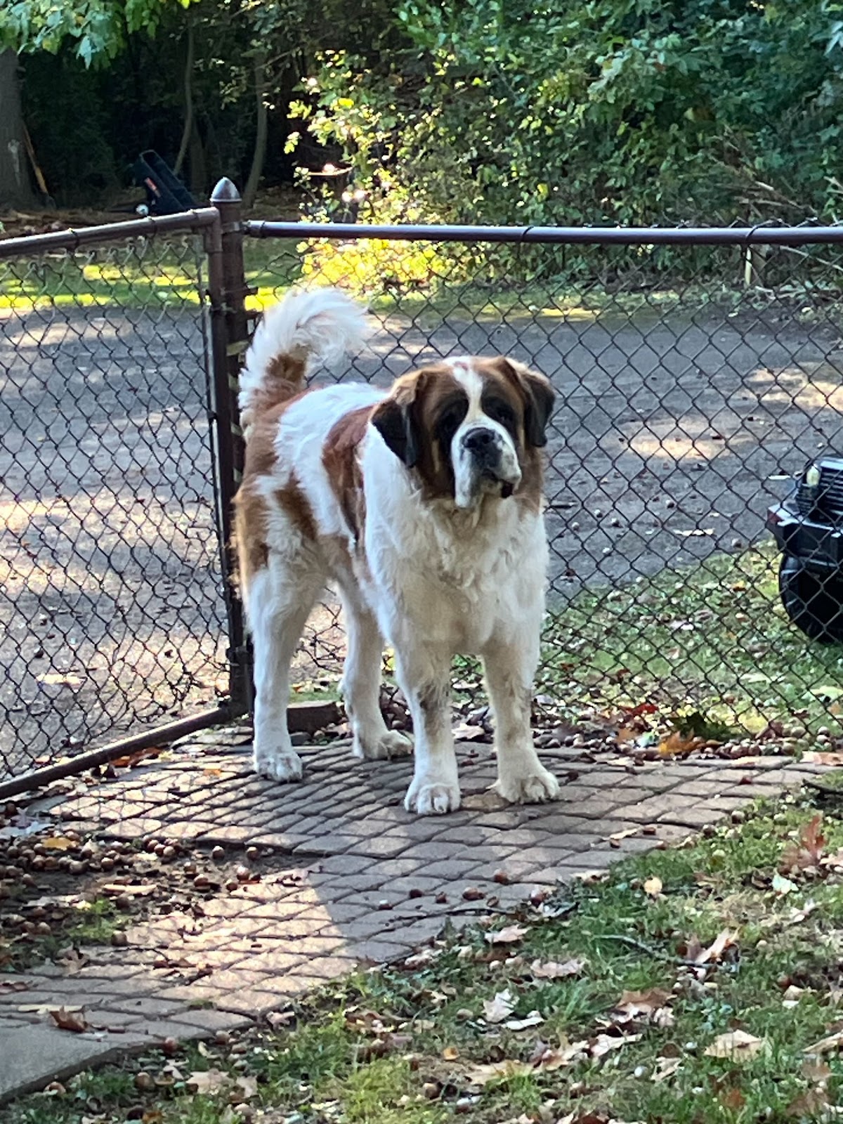 Dog Company LLC - Photo 2