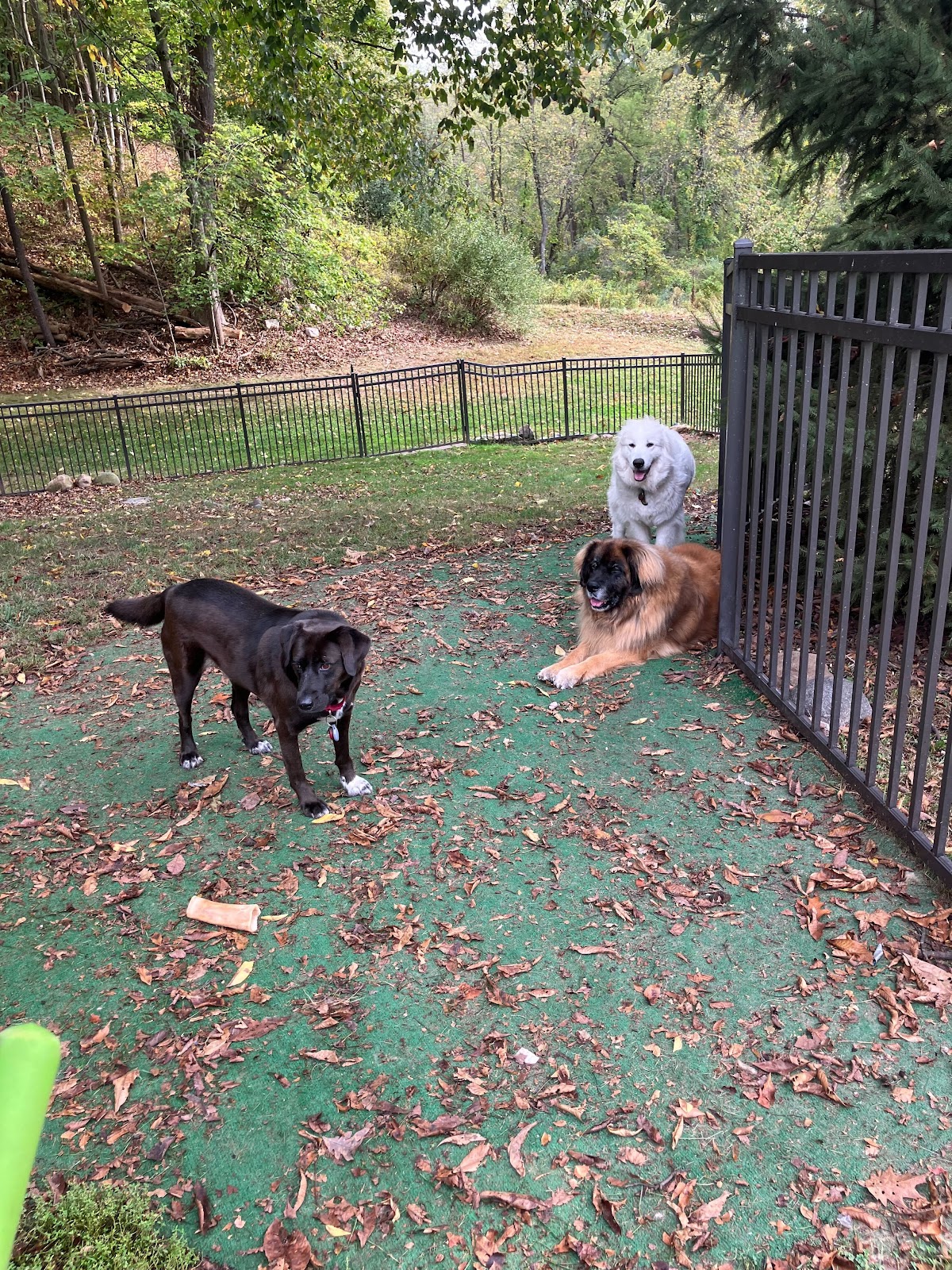 Dog Company LLC - Photo 3