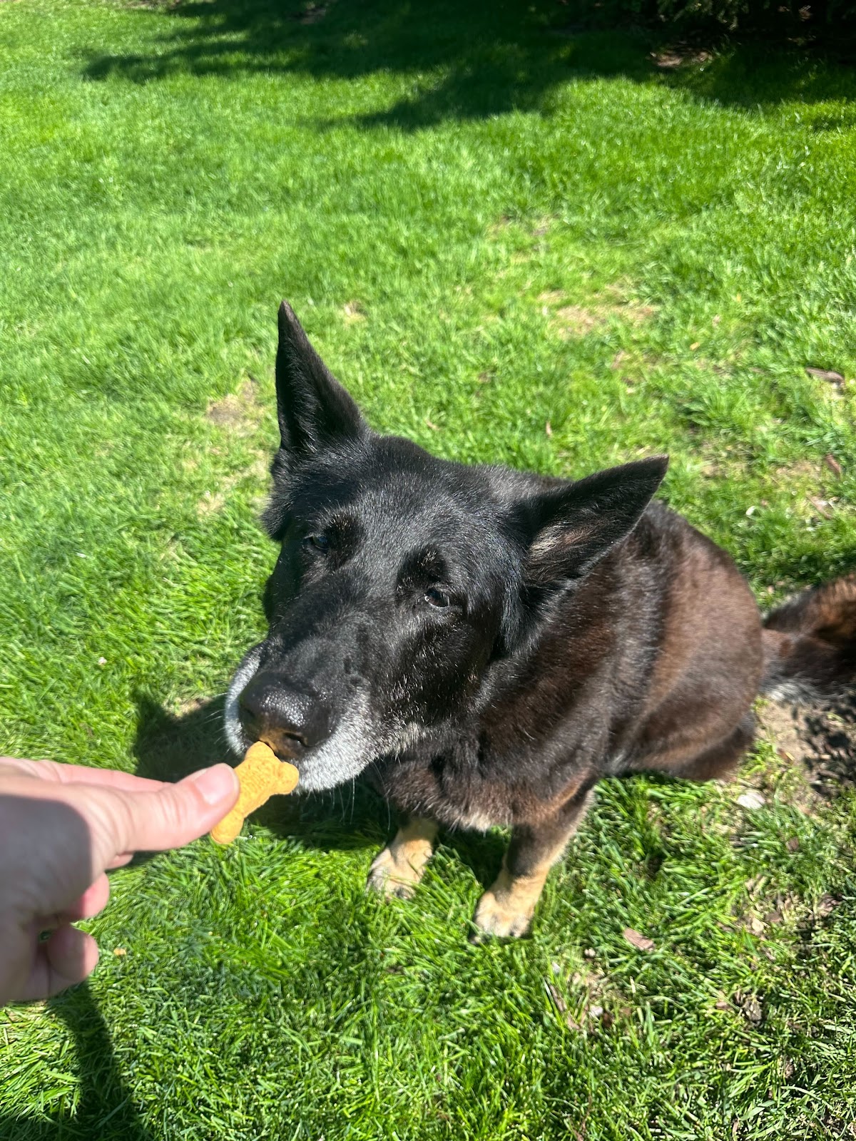 Dog Company LLC - Photo 4