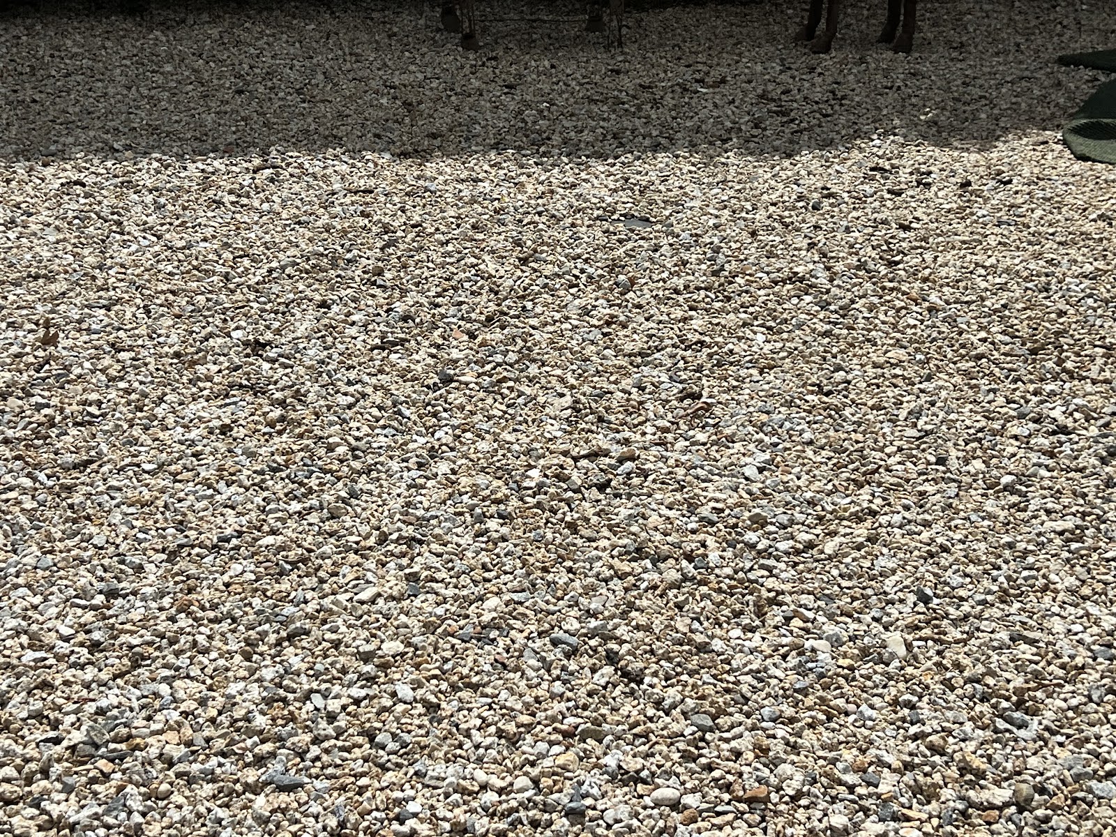 Doggie Doodie Patrol CV