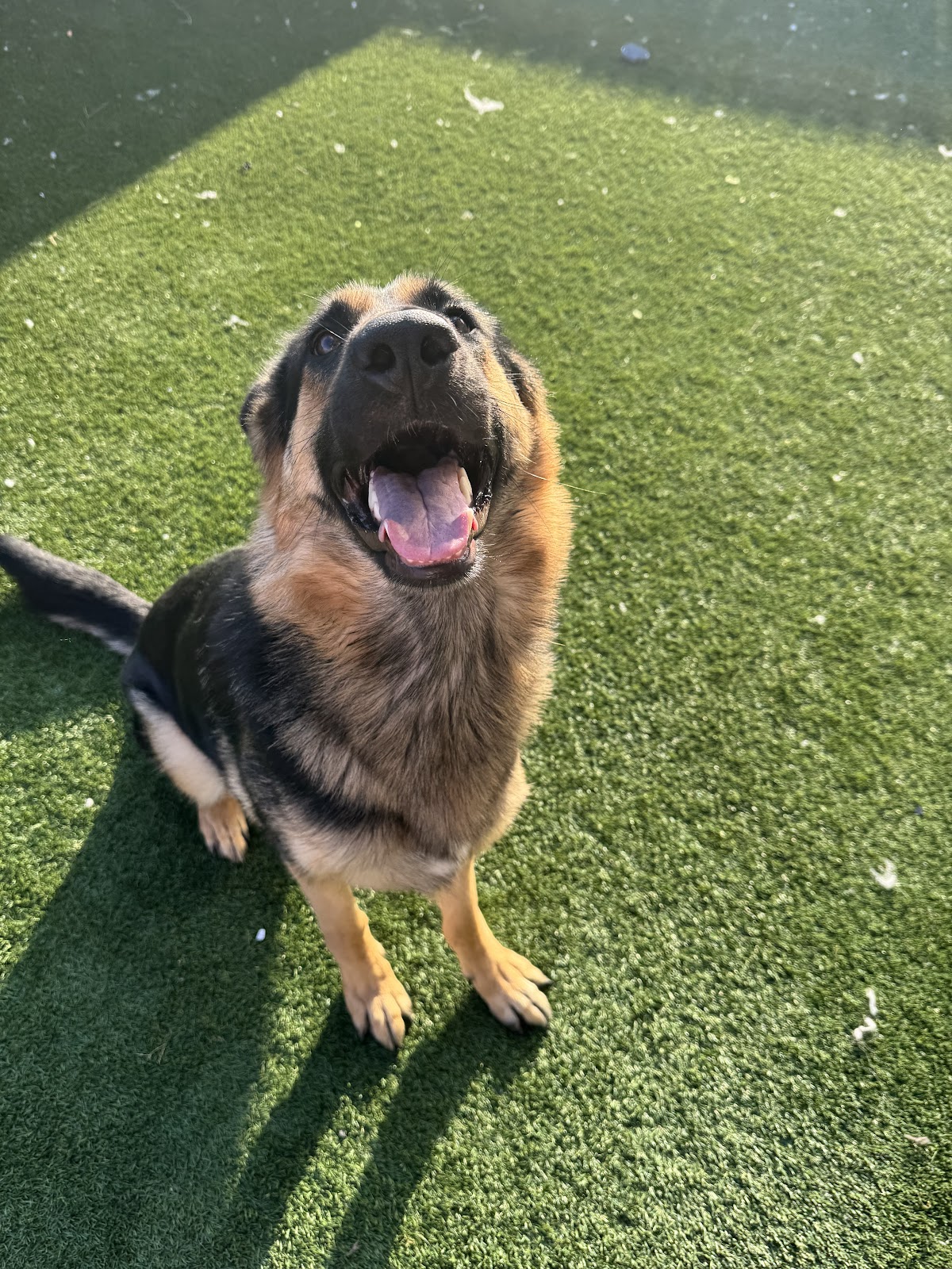 Turd Wranglers - Photo 3