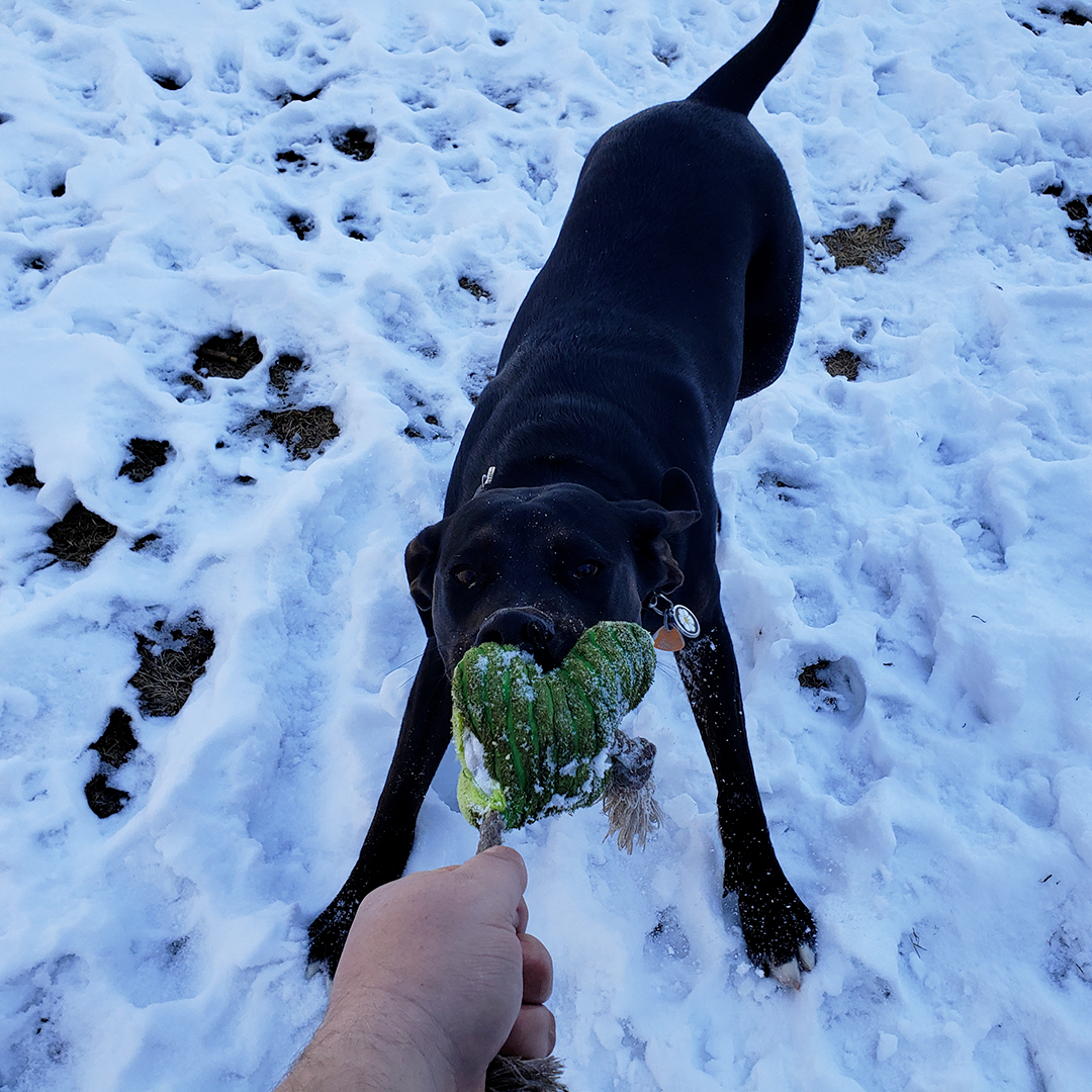 Scoop Soldiers - Dallas - Photo 4