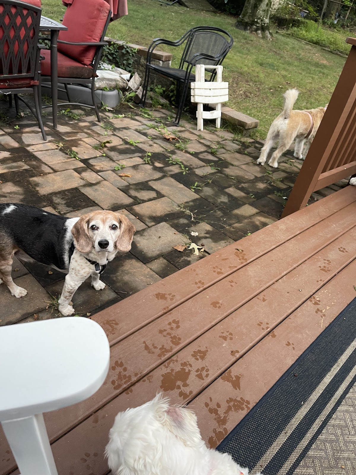 Siria's Pet Services