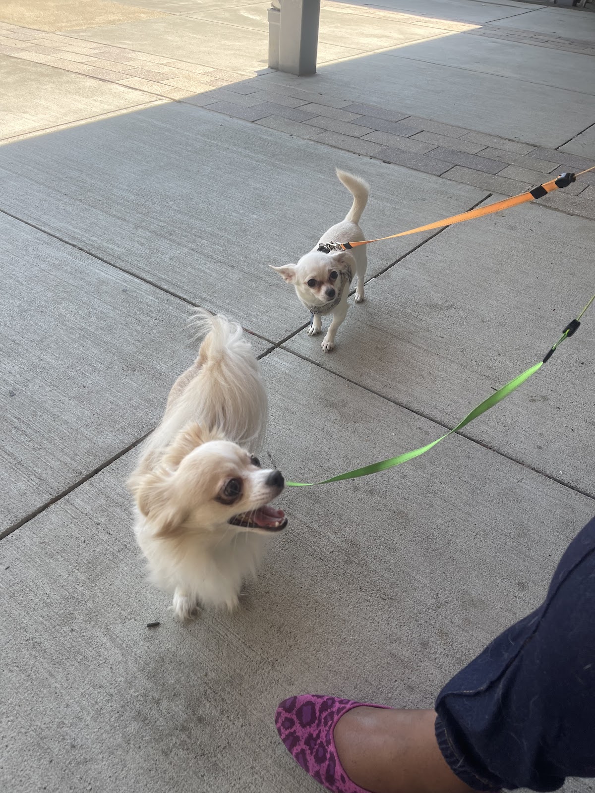 Siria's Pet Services - Photo 3