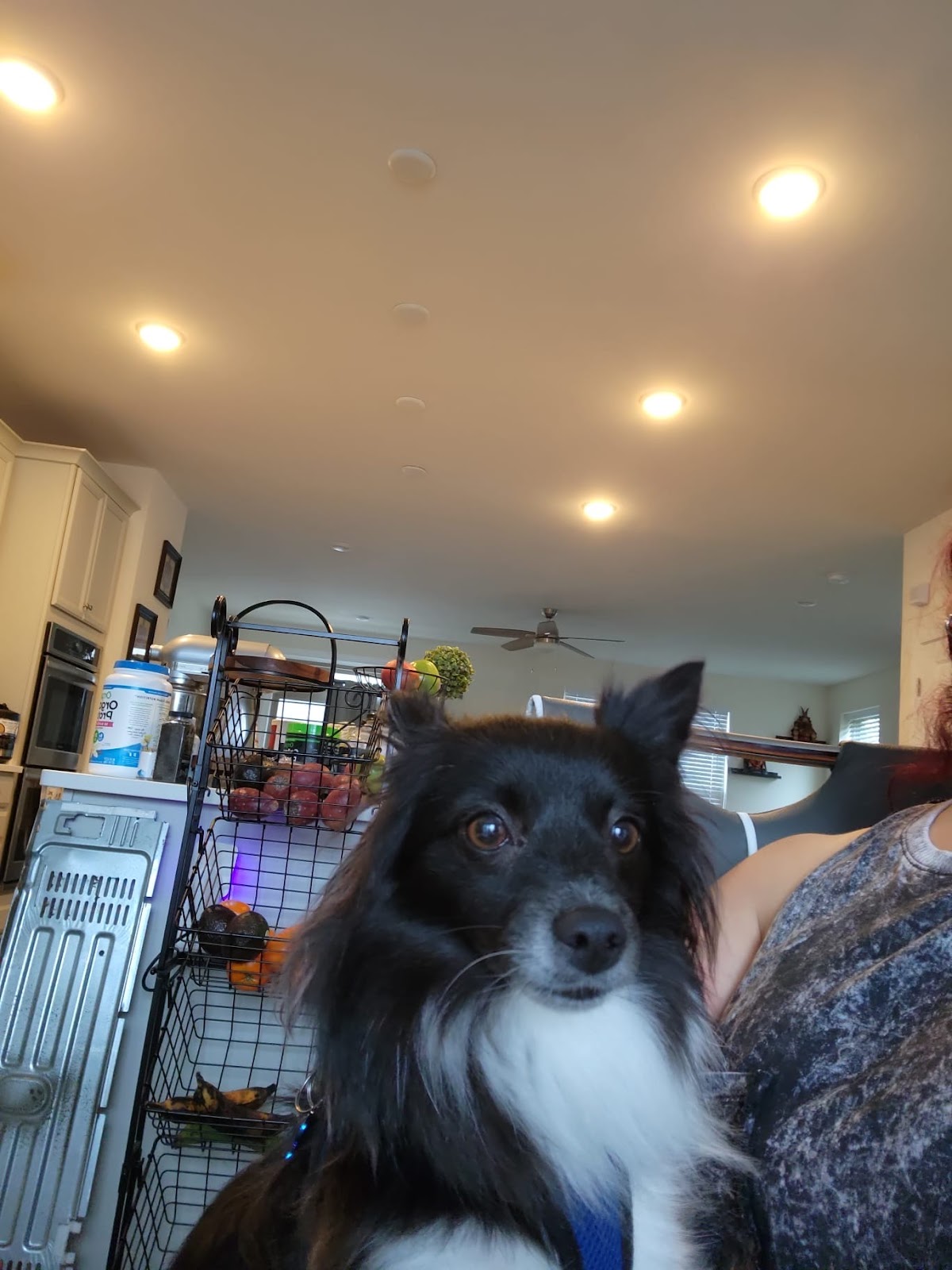 Siria's Pet Services - Photo 4