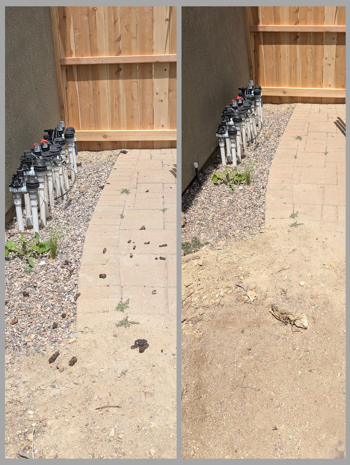 Scoop Stars San Diego - Photo 4