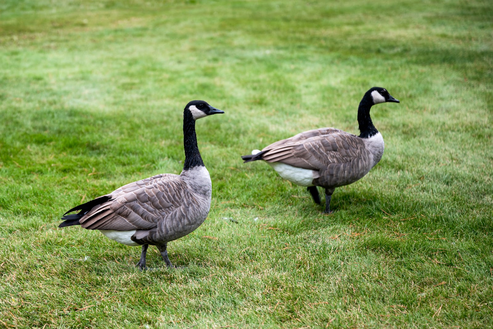 Pooper Troopers of Kalamazoo - Photo 2