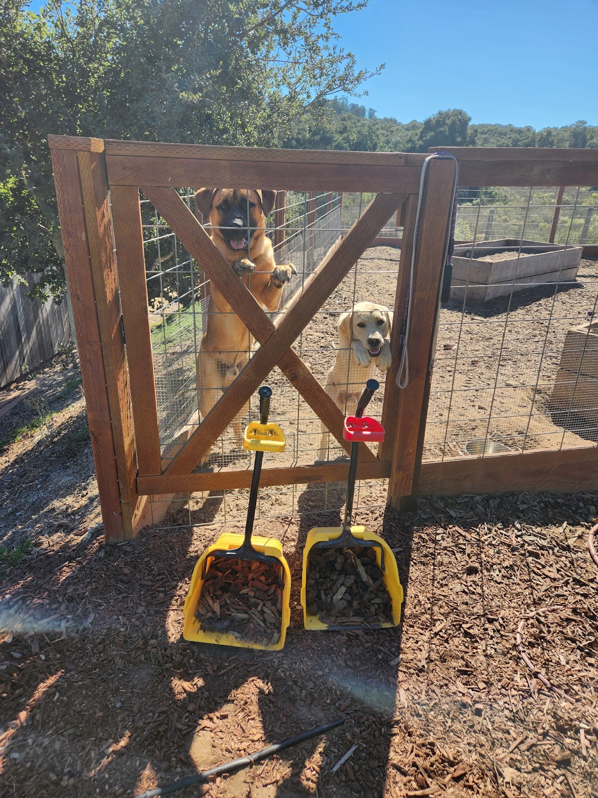 Dirty Jobs Dog Waste Removal - Photo 3