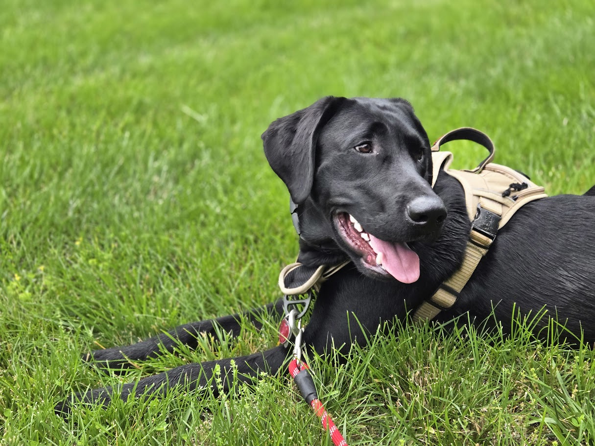 Waggin' Tails Pet Services - Photo 3