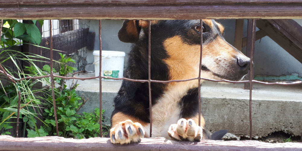 Pet Waste Management