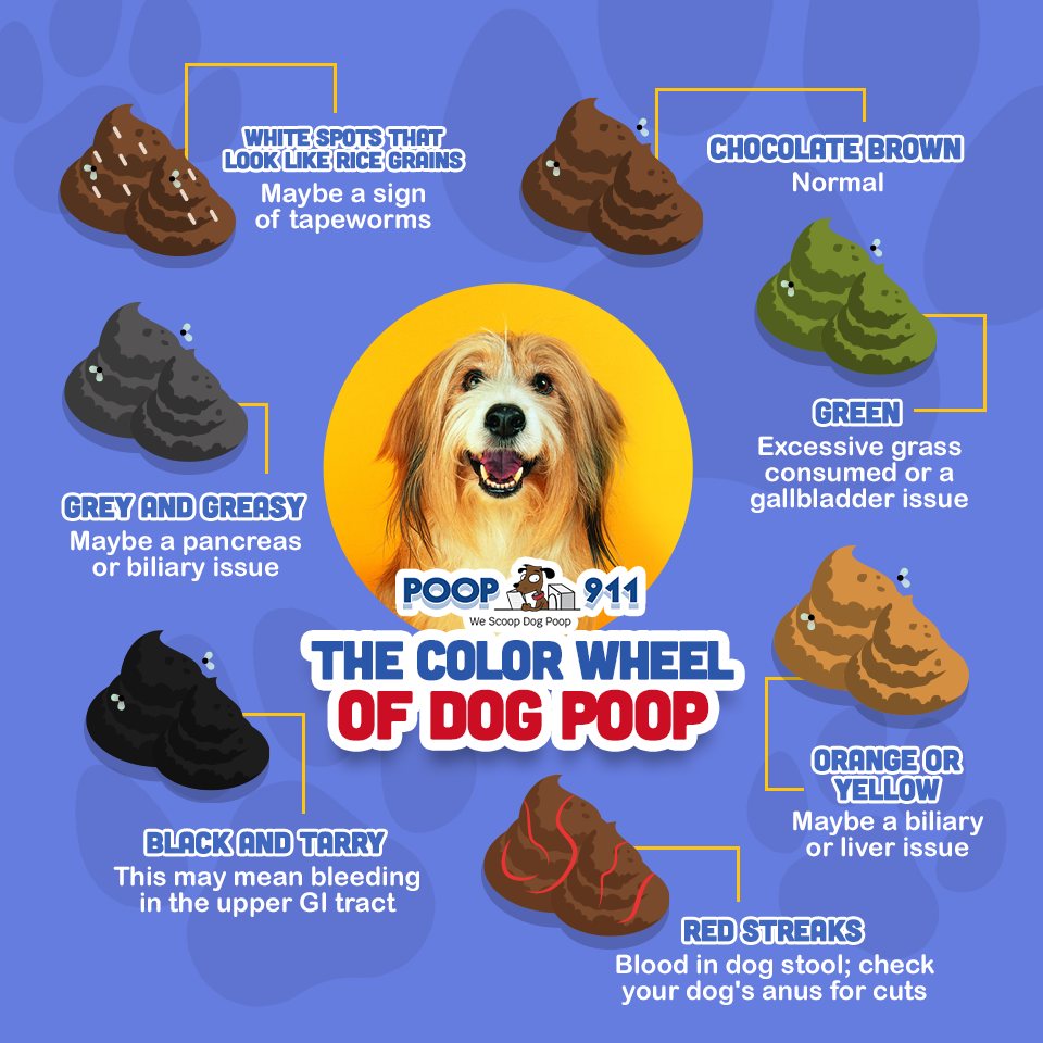 POOP 911 Orlando - Photo 4