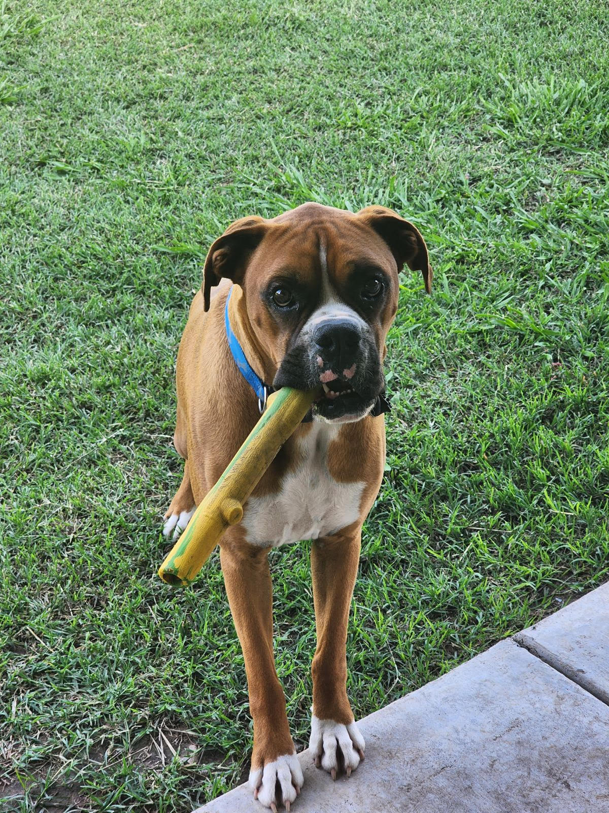 Top Dog Scoop Squad - Photo 2