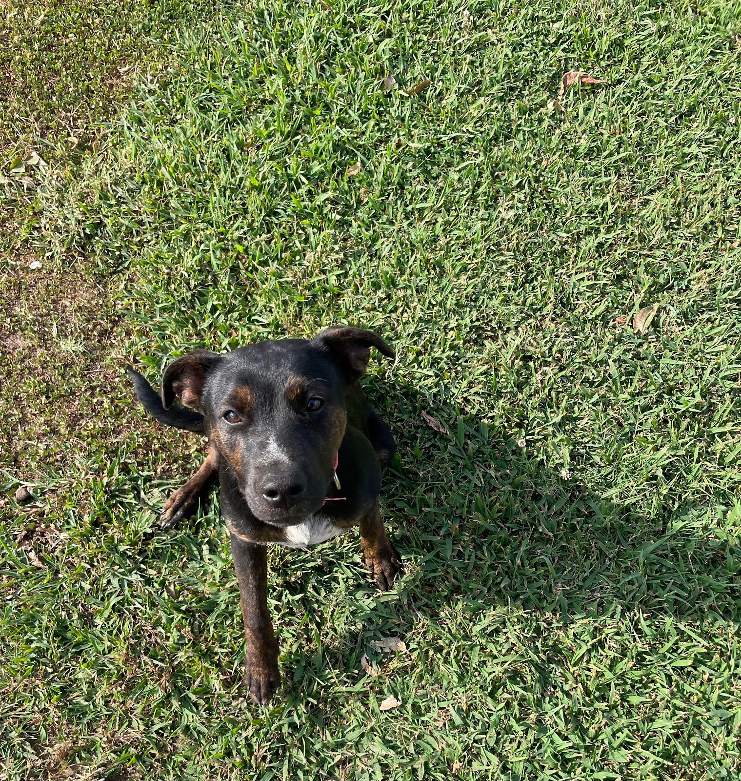 Top Dog Scoop Squad - Photo 3