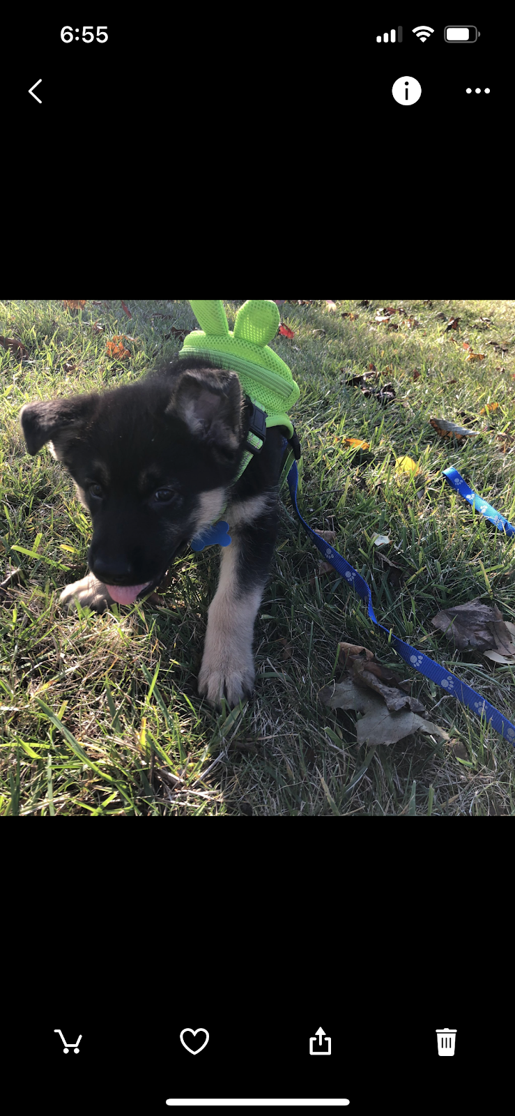 Pet Patrol Waste Removal
