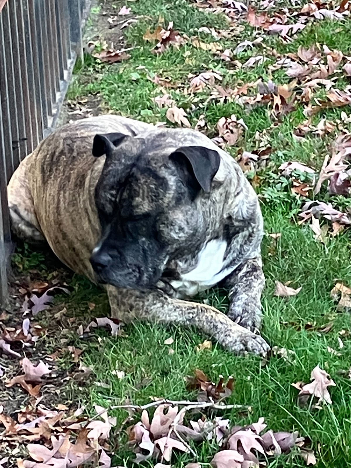 Dog Poop Pickup Sterling Heights - Photo 4