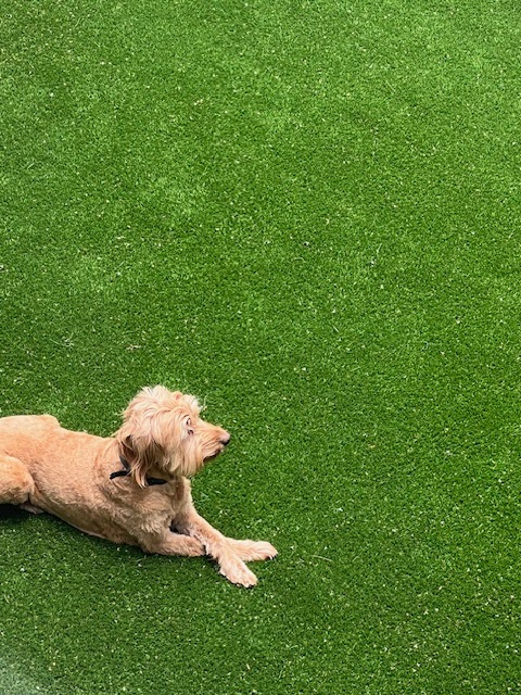 Pooperrific! Poop Scooping - Photo 4