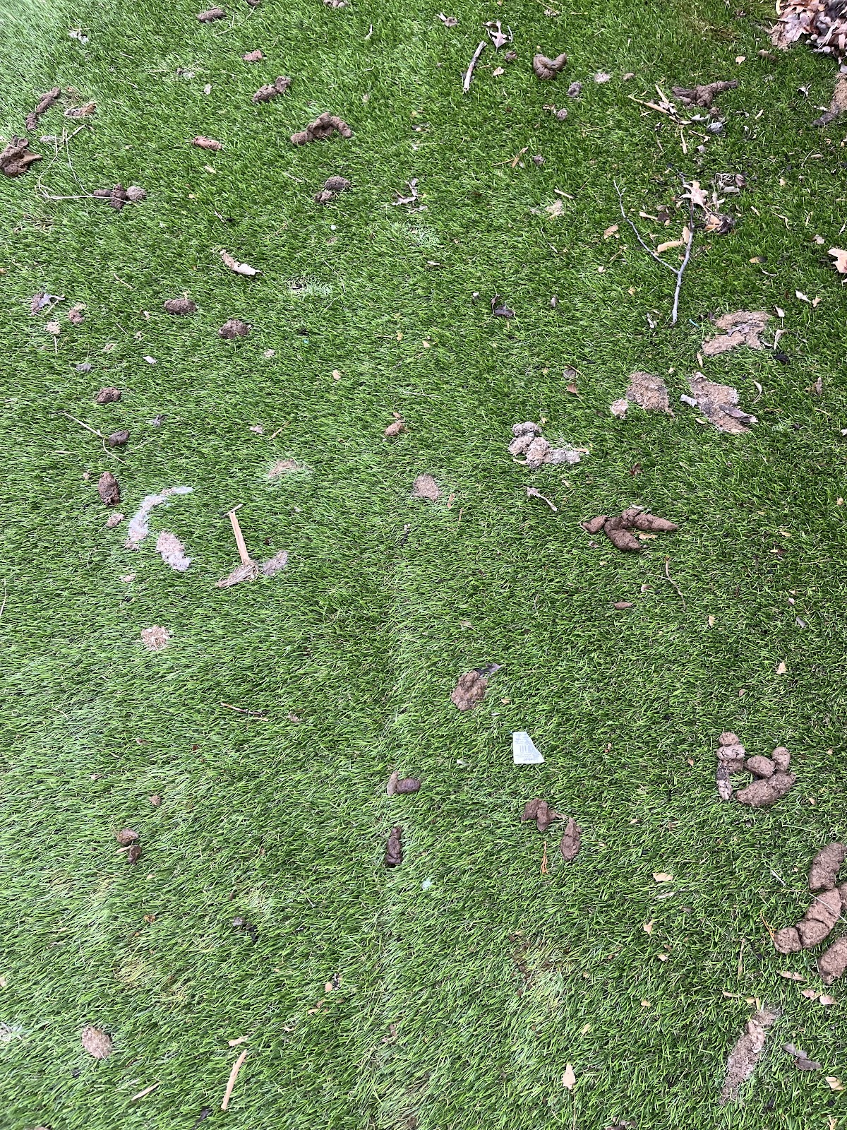 Doody Club | Dog Poop Pickup & More - Photo 3