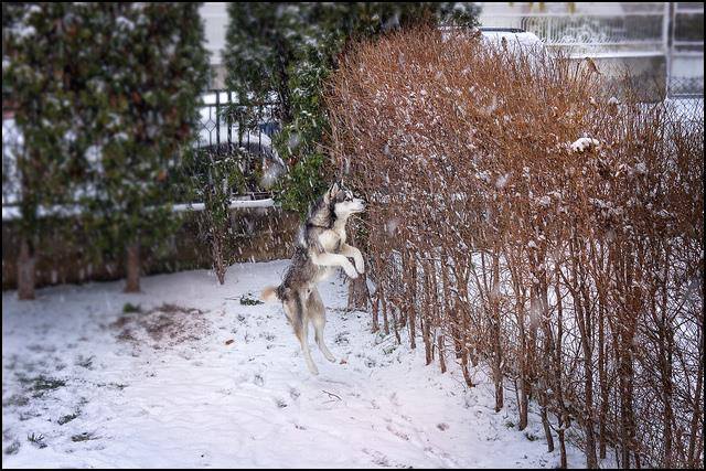 Whoof! Dog Poop Pickup Pooper Scoopers
