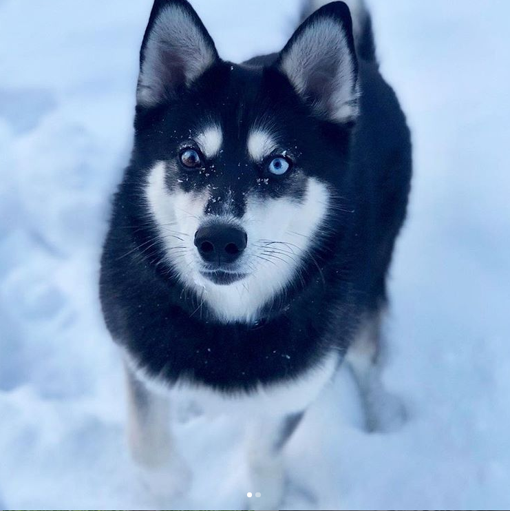 Whoof! Dog Poop Pickup Pooper Scoopers - Photo 2