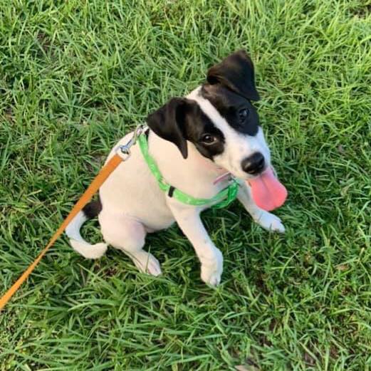 Whoof! Dog Poop Pickup Pooper Scoopers - Photo 3